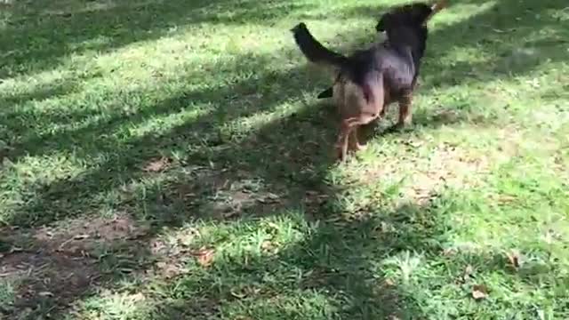 Black and brown german shepard running through backyard with shovel in mouth