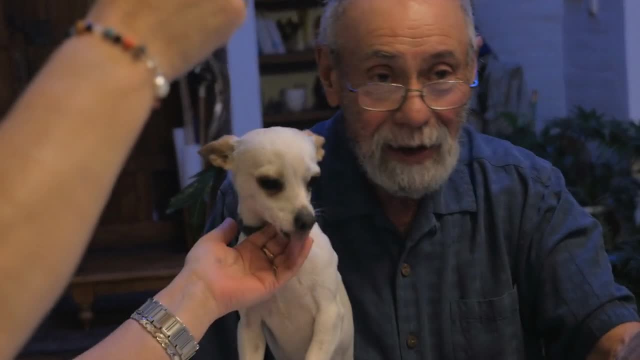 A cute chihuahau licks an older man's beard at a dinner table