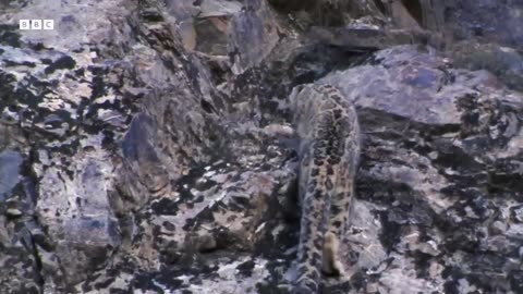 Baby Goats do Parkour to Escape a Leopard