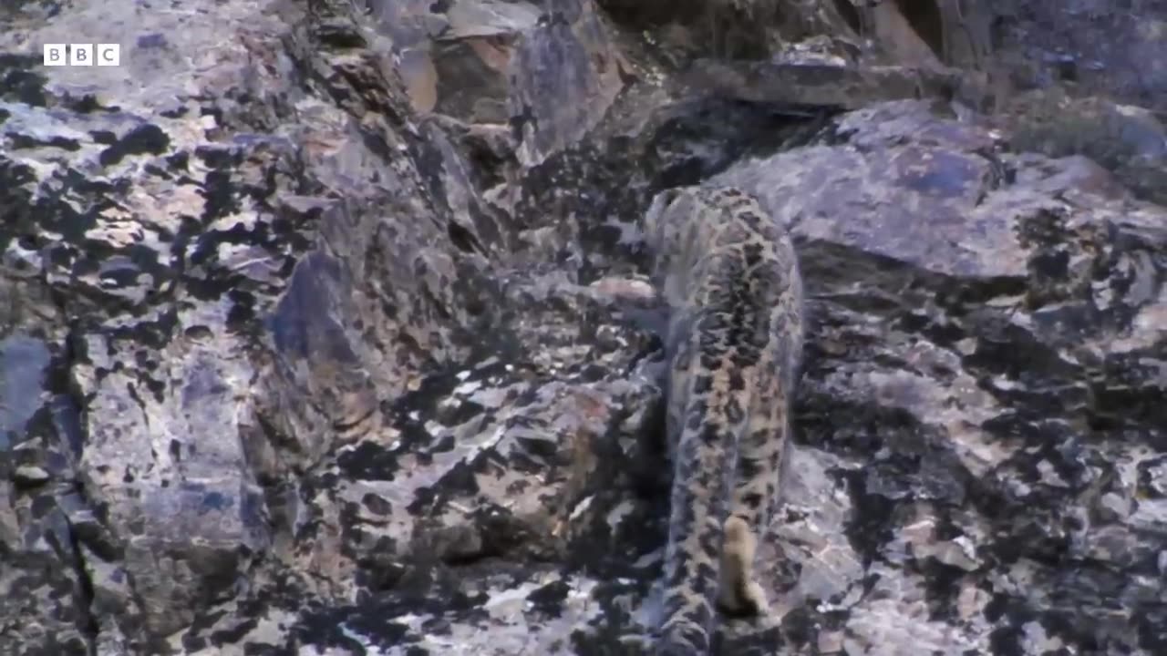 Baby Goats do Parkour to Escape a Leopard