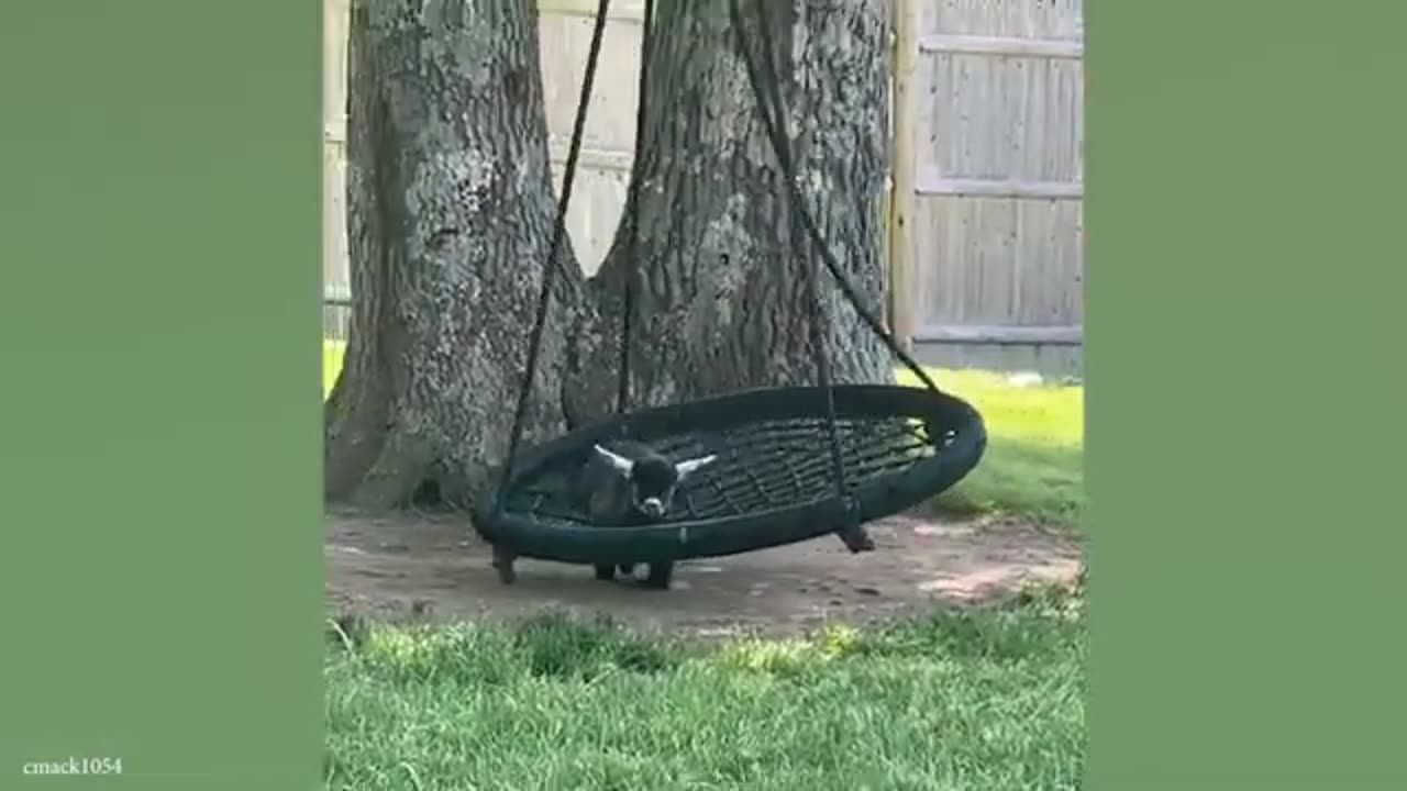 Funniest Animal Videos That Will Make You Laugh 😂 Best Funny Animals Videos Of 2024