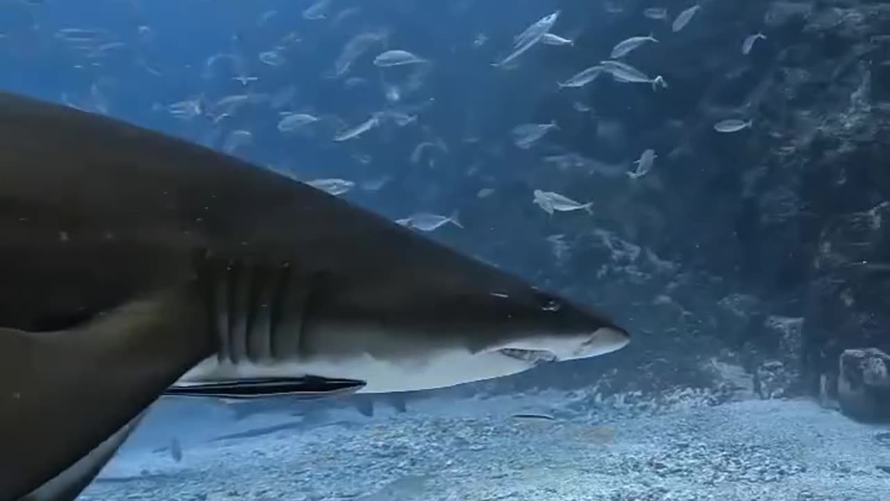 Tiger Shark 🦈