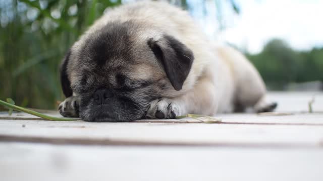 Faithful pet dog sleeping on the way