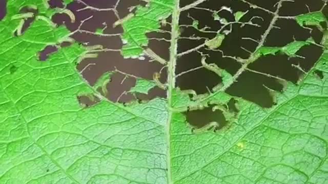 Caterpillar eating leaf
