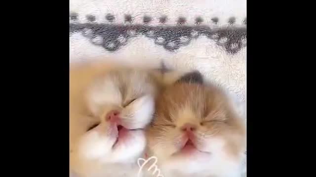 TIKTOK CATS: FUNNY CATZ