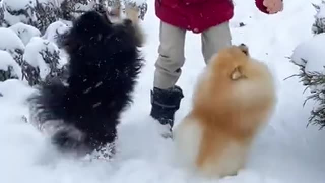 FUNNIEST AND CUTEST DOG TRAINING VIDEO