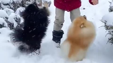 FUNNIEST AND CUTEST DOG TRAINING VIDEO