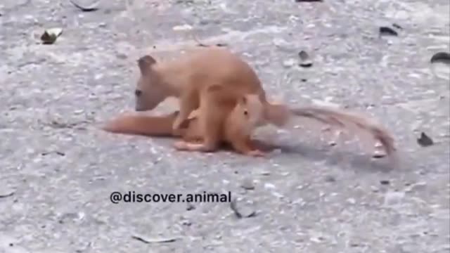 Cute moments of the cutest animals