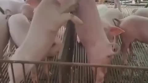 pig fight