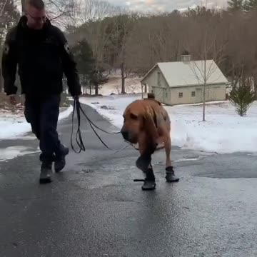 Have you seen your dog walks like this with shoes?