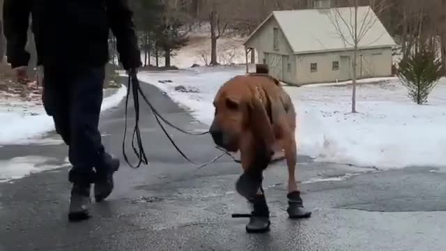 Have you seen your dog walks like this with shoes?