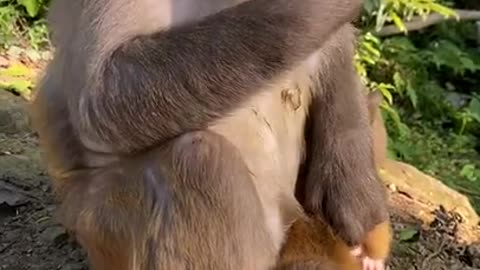 Cute Monkey China & Funny Love monkey| Animals Love