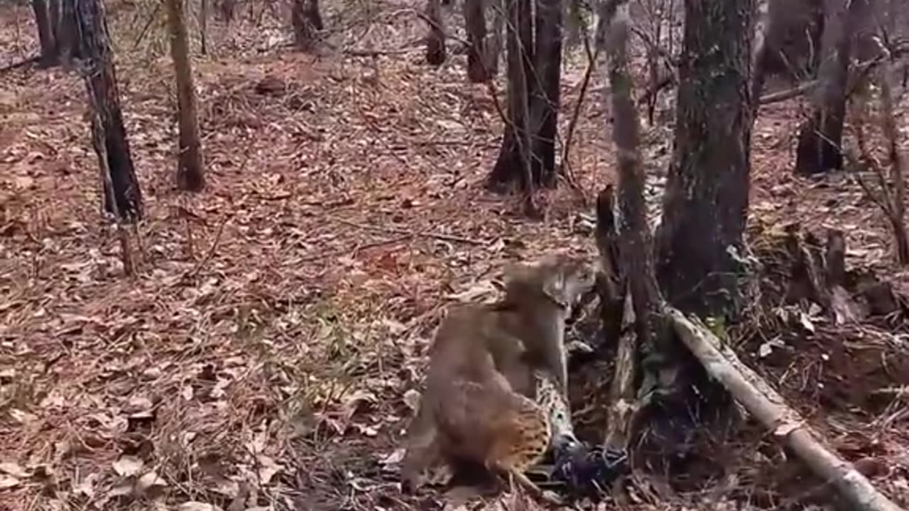 Woman rescued a poor bobcat from the trap