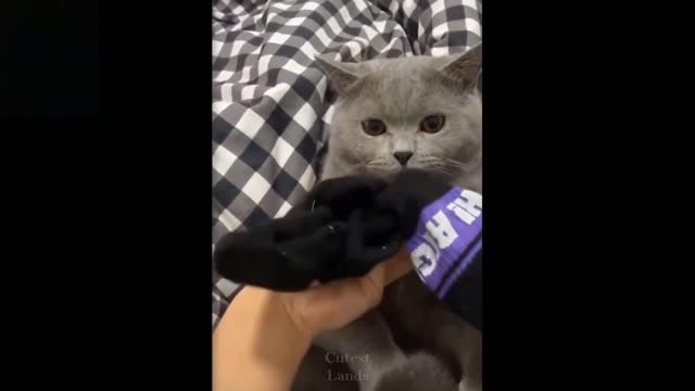 Watch This and Laugh with these Sweet Adorable cats 😂