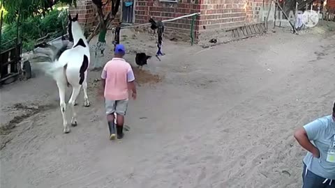 funny animals video