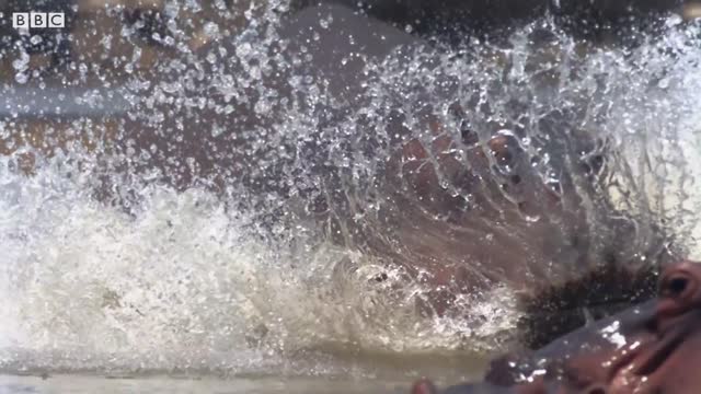 Male Hippo Battles Overlord for Mating Dominance | Life | BBC Earth