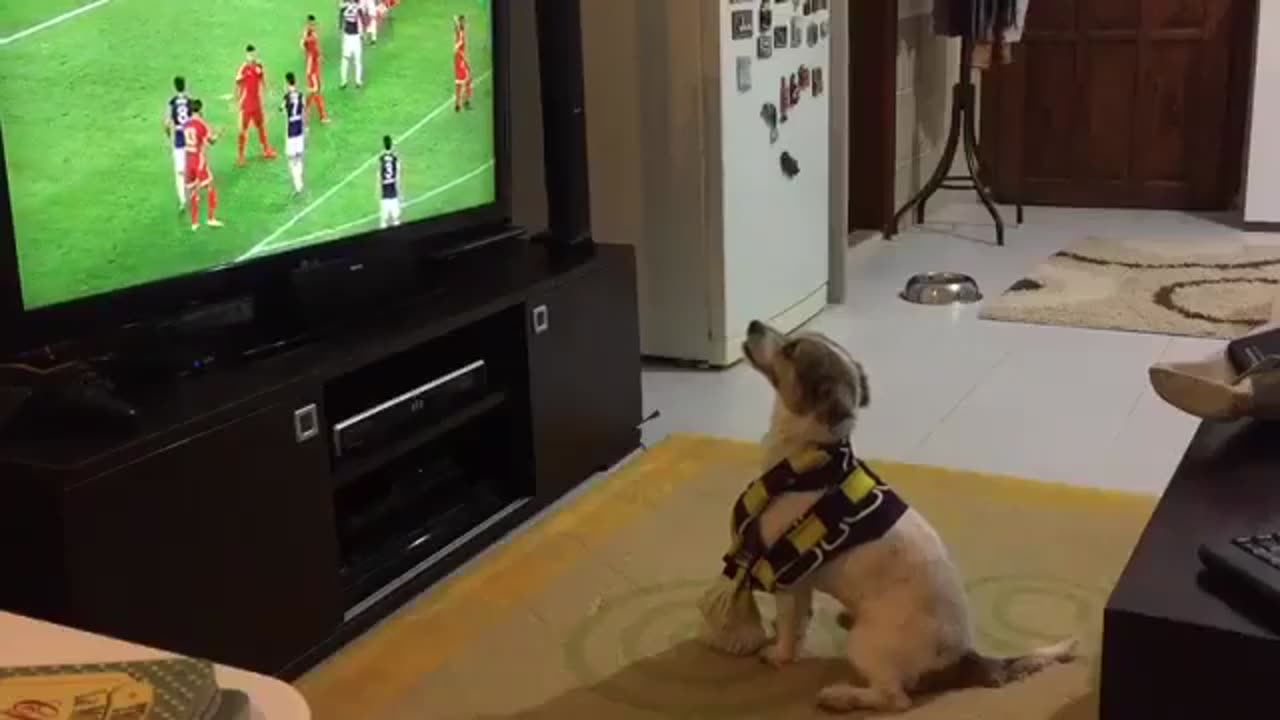 Dog Watching Tv Show