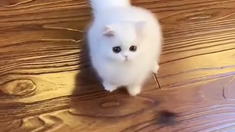 White kitten and white tiny bunnies 🐰 | It's so Сute! 🥰