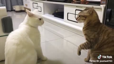 Cats talking !! these cats can speak english better than hooman