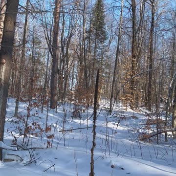 Winter time in the forest trails