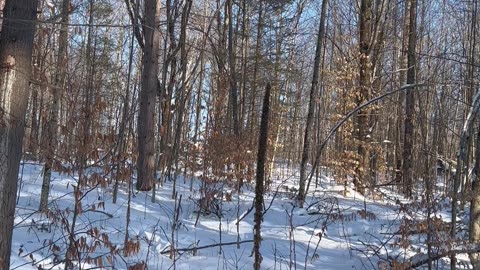 Winter time in the forest trails