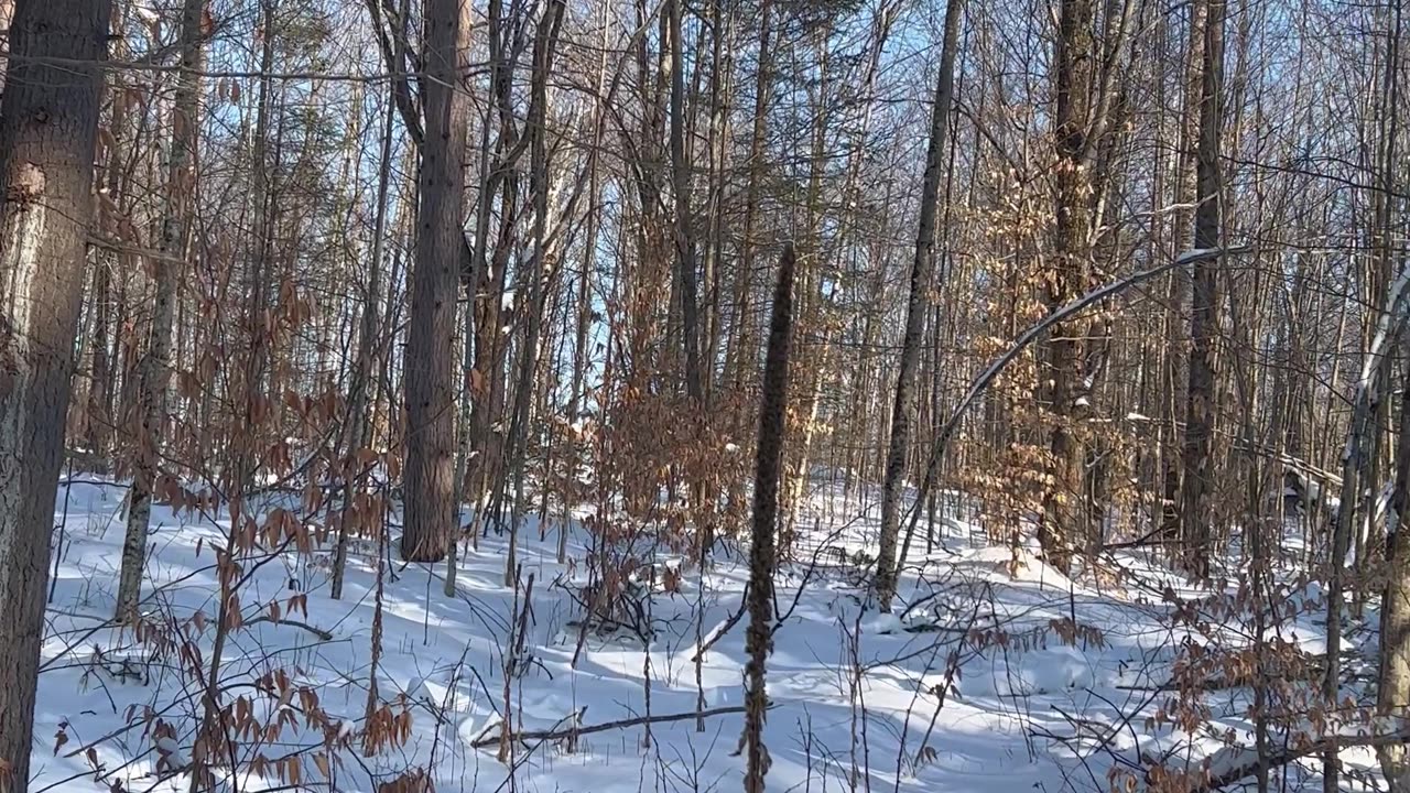 Winter time in the forest trails