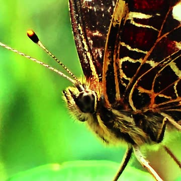 Butterfly in close-up / beautiful insect in nature.