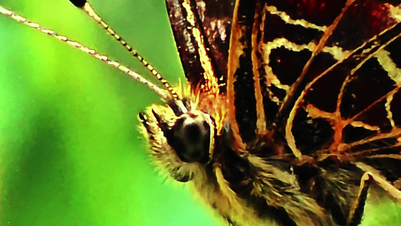 Butterfly in close-up / beautiful insect in nature.