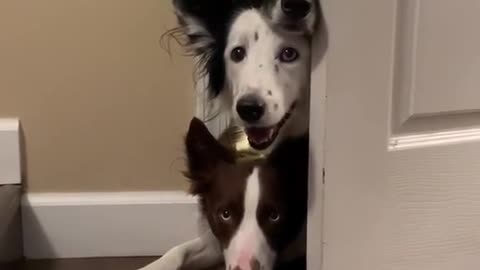 ...When they hear a wrapper opening