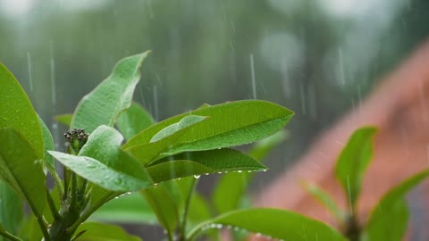 Heavy Rain Sounds For 10 MINUTES! Helps You To Concentrate, Sleep Instantly, Relax, Calm, and Heal