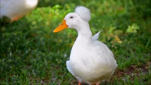 Beautiful video of buck and leaf duck