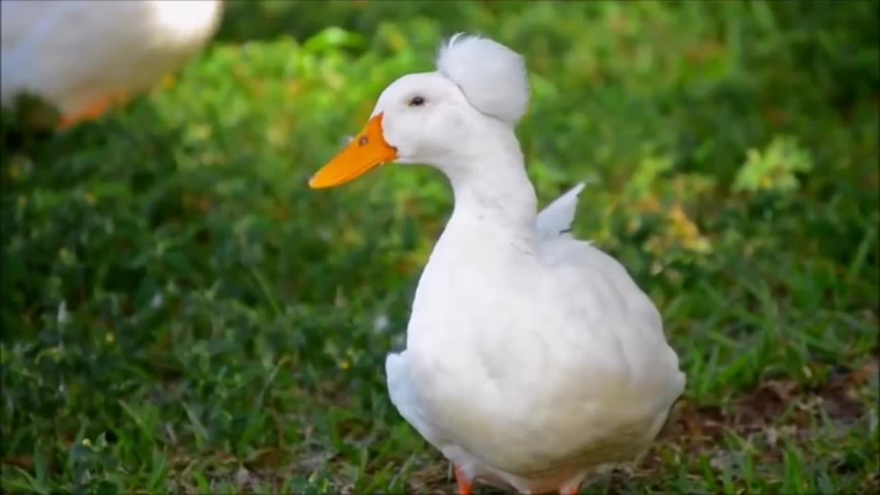 Beautiful video of buck and leaf duck