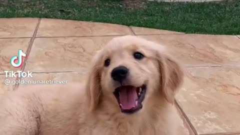 singing dog funny