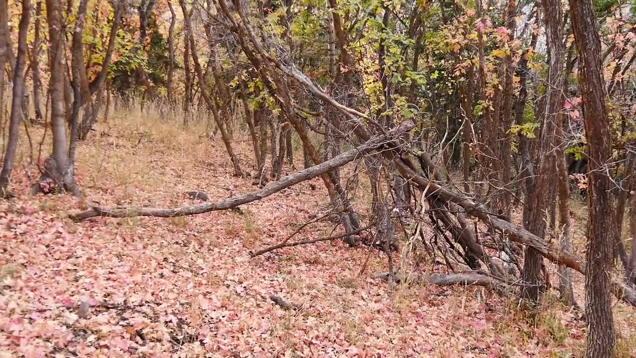 Two Years after Wild Fire Devastated the Area