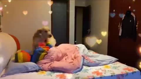 Dog's funny video 🐕