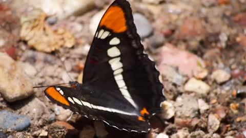 Butterfly,Butterfly video,Animal,Animal video