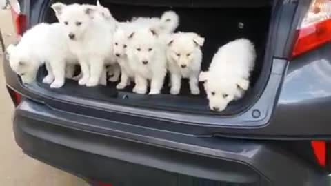 White dogs feeling well in car