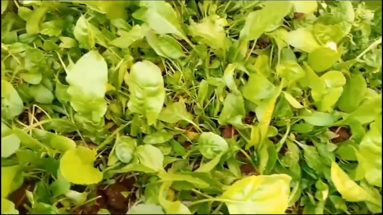 Spinach Plantation || Gardening || spinach || home garden || planting