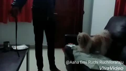 Shih tzu athleticism