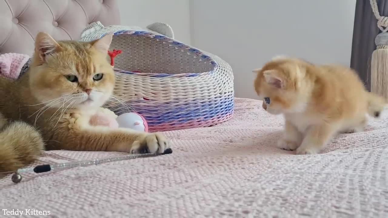 Kitten Melania saw William for the first time ☺️