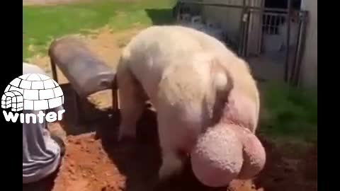 Big boar with huge eggs