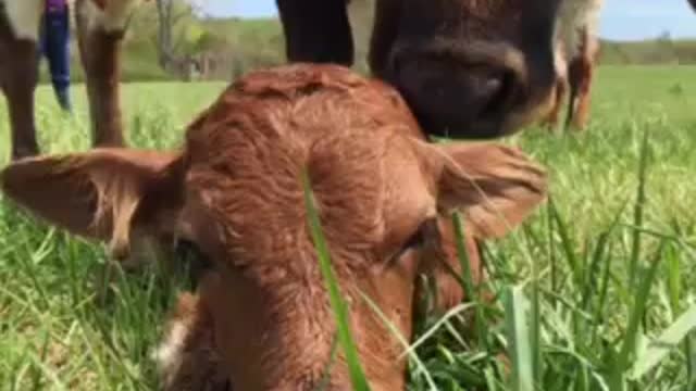 Pineywoods Cattle