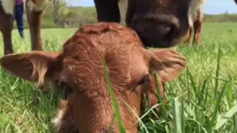 Pineywoods Cattle