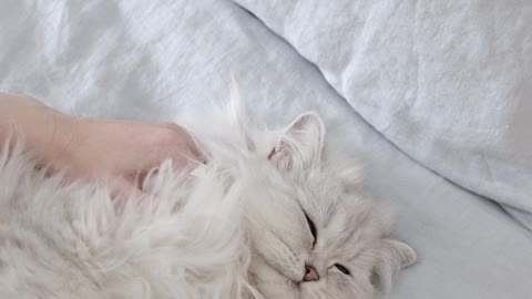 white-cat-lying-down-on-bed