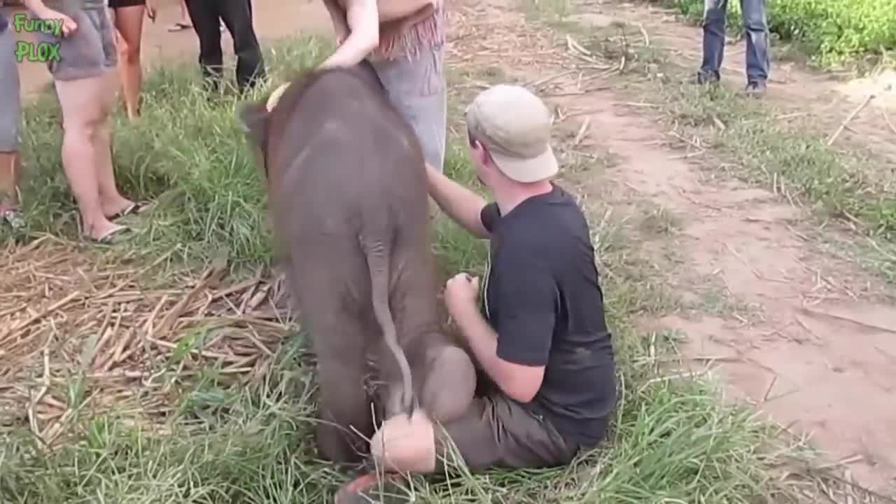 Most Funny and Cute Baby Elephant Videos Compilation