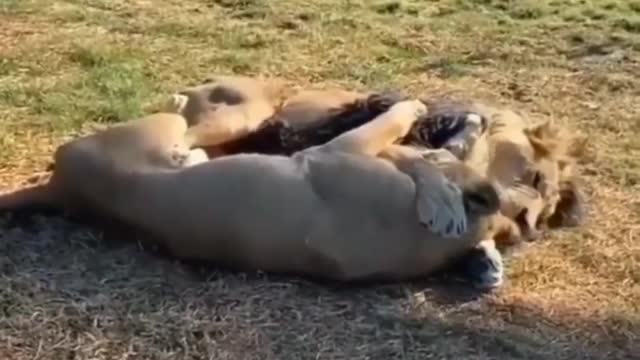 Lion loving cute funny video