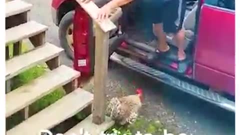 Dont mess with a crazy Rooster