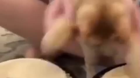 Cat playing drum 🥁 😅😅