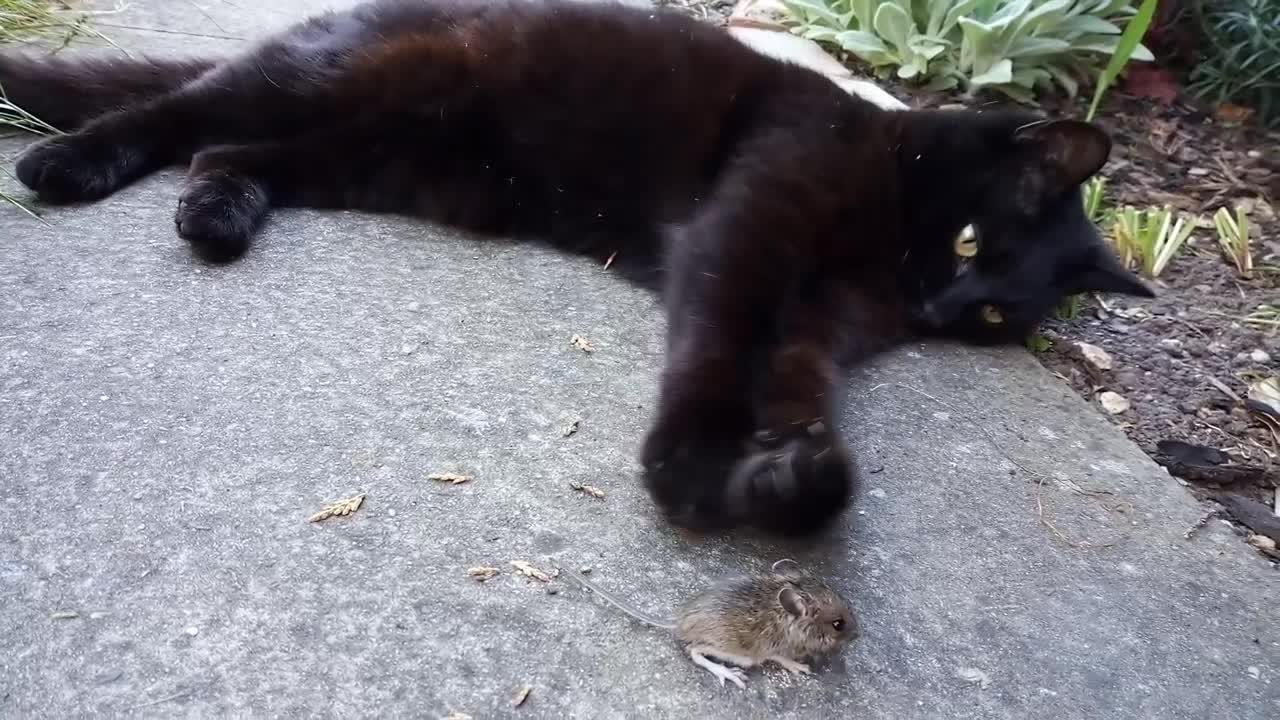 Black cat plays with a field mouse in the garden