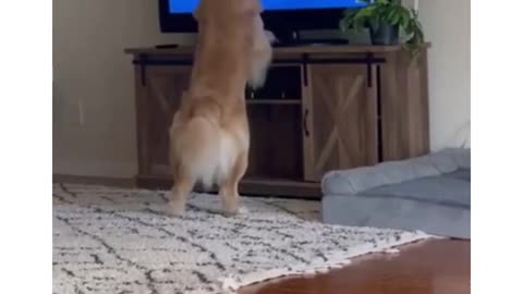 Very interesting video cute dog